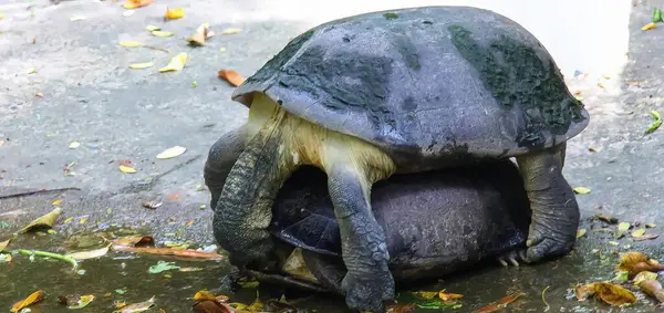 a photography of a turtle that is sitting on a rock, mud turtle sitting on a rock with its head inside a ball.