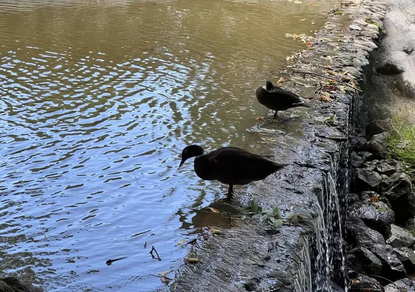 a photography of two ducks standing in the water near a stone wall, cygnus atratus, a black duck standing in the water.