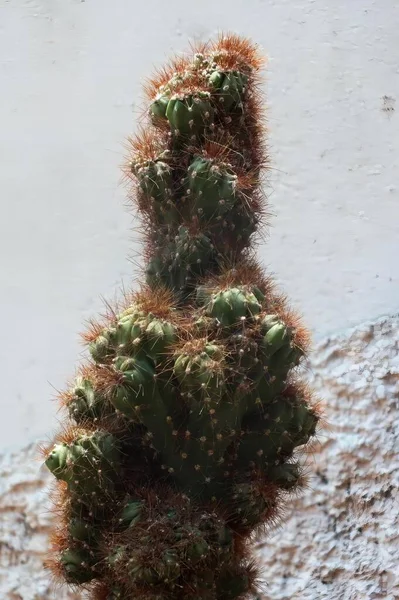 Fotografie Kaktusové Rostliny Velmi Dlouhým Stonkem Květináčem Tvaru Kaktusu Červenými — Stock fotografie