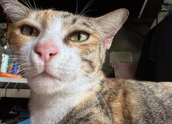 机の上に座っている緑色の目を持つ猫 緑色の目を持つエジプトの猫 机の上に座っている白いウィスカーの写真 — ストック写真