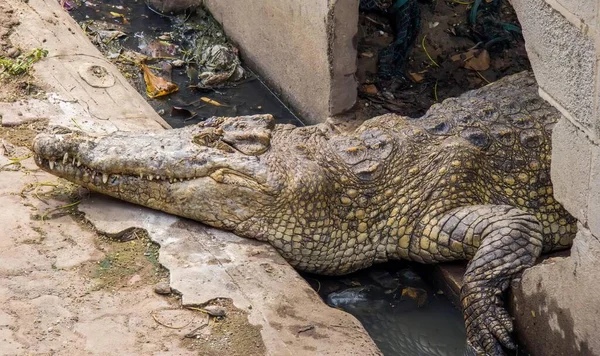 Фотография Крокодила Лежащего Земле Рядом Стеной — стоковое фото