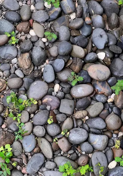 Eine Fotografie Eines Bündels Von Steinen Und Pflanzen Die Darauf — Stockfoto