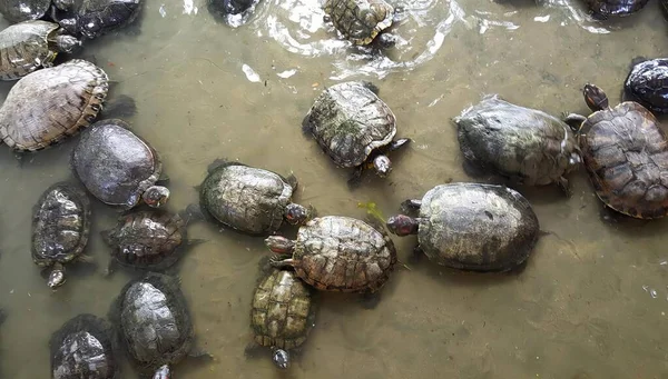 Een Foto Van Een Groep Schildpadden Een Vijver Van Water — Stockfoto