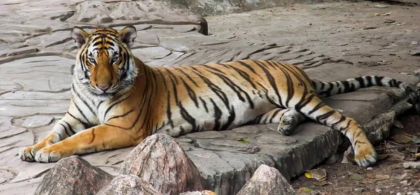 動物園の岩の上に横たわる虎の写真です 動物園のエンクロージャーの岩の上に立っているパンテラトラリスです — ストック写真