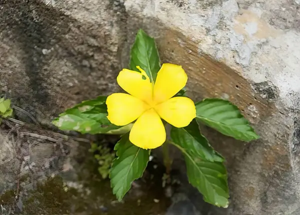 a photography of a yellow flower growing out of a hole in a rock, flowerpot with yellow flower growing out of a hole in a rock.