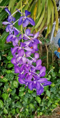 Ağaçtan sarkan bir demet mor çiçeğin fotoğrafı, mavi orkide bitkisi ve mavi bir kuş olan cam ev..