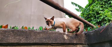 Ağacın yakınındaki bir duvarda yürüyen bir kedinin fotoğrafı, Meksikalı tüysüz bir kedi mavi yakalı bir kediyle duvarda yürüyor..