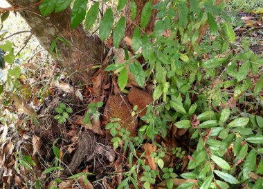 Etrafında yapraklar büyüyen bir ağaç gövdesinin fotoğrafı..
