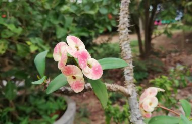 Ağaçta pembe taç yaprakları olan bir çiçeğin fotoğrafı. Bahçesinde pembe ve sarı çiçekler olan bir bitkinin saksısı..