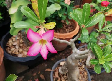 Diğer bitkilerin yanında pembe bir çiçeğin fotoğrafı, pembe çiçekli saksılar ve bahçedeki yeşil yapraklar..