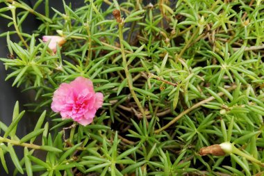 Yeşil yapraklı bir tencerede pembe bir çiçeğin fotoğrafı, tomurcuklu yeşil çiçekli bir saksı..