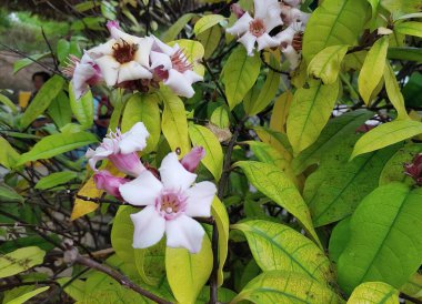 Beyaz çiçekli ve yeşil yapraklı bir çalılığın fotoğrafı. Bahçesinde beyaz ve pembe çiçekler olan bir ağacın saksısı..