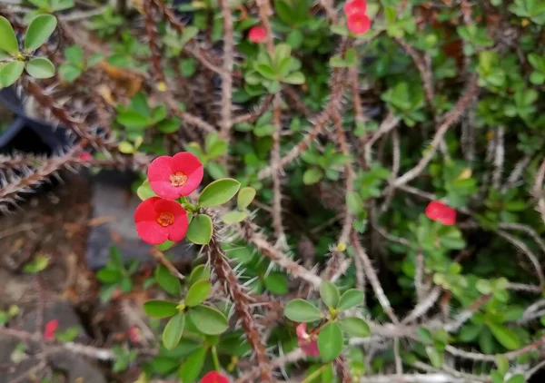 Eine Fotografie Einer Roten Blume Mit Grünen Blättern Hintergrund Blumentöpfe — Stockfoto