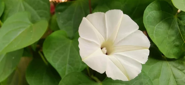 Una Fotografía Una Flor Blanca Con Hojas Verdes Fondo —  Fotos de Stock