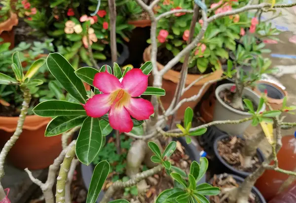 stock image a photography of a pink flower in a pot with many other plants.