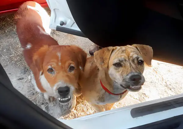 两张狗从车窗往外看的照片 一张是罗得西亚脊背 另一张是棕黄色狗从车窗往外看的照片 — 图库照片