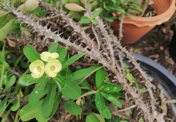 Arka planda bitki olan bir saksının içinde sarı bir çiçeğin fotoğrafı..