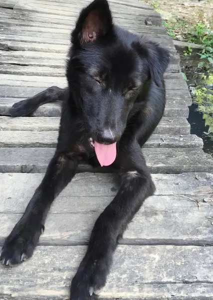 木製の散歩道に横たわる黒い犬の写真で 舌を出した木製の散歩道に横たわるスキッパーケイド — ストック写真