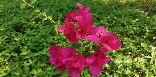 Eine Fotografie Einer Rosafarbenen Blume Einem Feld Grüner Blätter Blumentöpfe — Stockfoto