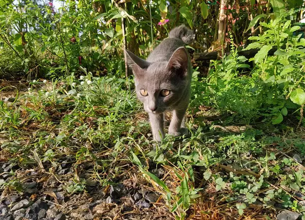 Fotografi Seekor Kucing Berjalan Melalui Sepetak Rumput Kucing Berbulu Meksiko — Stok Foto