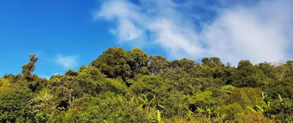 青い空を背景にした緑の森の写真 木々と茂みのある谷 青い空と共に — ストック写真