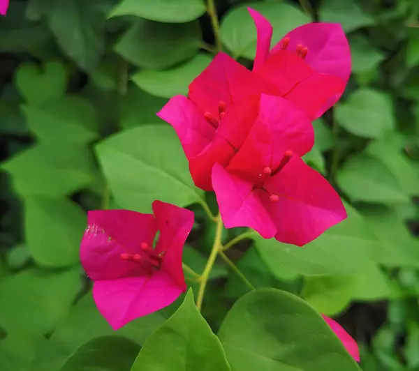 Fotografi Bunga Merah Muda Dengan Daun Hijau Latar Belakang Bunga — Stok Foto
