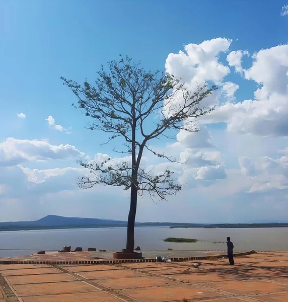 木の前に立っている孤独な人物の写真と 一本の木と真ん中に立っている男の写真 — ストック写真