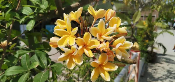 Uma Fotografia Uma Flor Amarela Com Caule Branco Vasos Flores — Fotografia de Stock