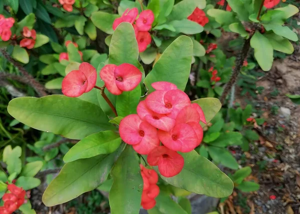 Een Foto Van Een Bos Rode Bloemen Met Groene Bladeren — Stockfoto