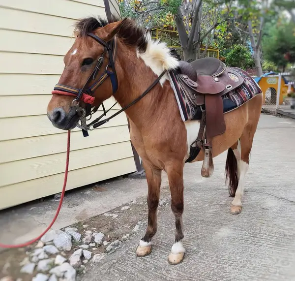 背中に結びついたサドルを持つ馬の写真です サドルとサドルは家の外のポストに結びついています — ストック写真