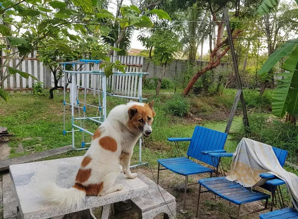 裏庭のベンチに座っている犬の写真 コリーがベンチに座って 青い椅子でベンチに座って — ストック写真