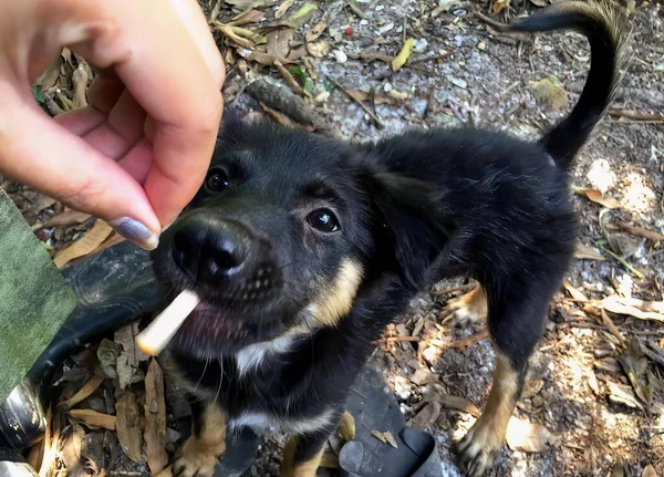 a photography of a person feeding a dog a bone in the woods, kelpie the puppy is being fed a treat by a person.