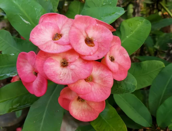 Uma Fotografia Bando Flores Rosa Com Folhas Verdes Estatuetas Flores — Fotografia de Stock
