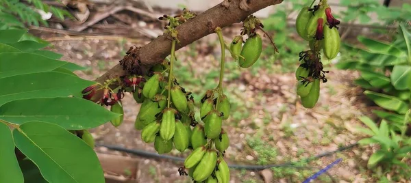 Μια Φωτογραφία Ενός Τσούρμου Μπανάνες Κρέμονται Από Ένα Δέντρο Κρέμα — Φωτογραφία Αρχείου