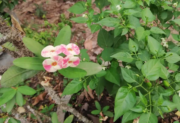 Eine Fotografie Einer Rosa Blume Mit Weißen Blütenblättern Einem Garten — Stockfoto