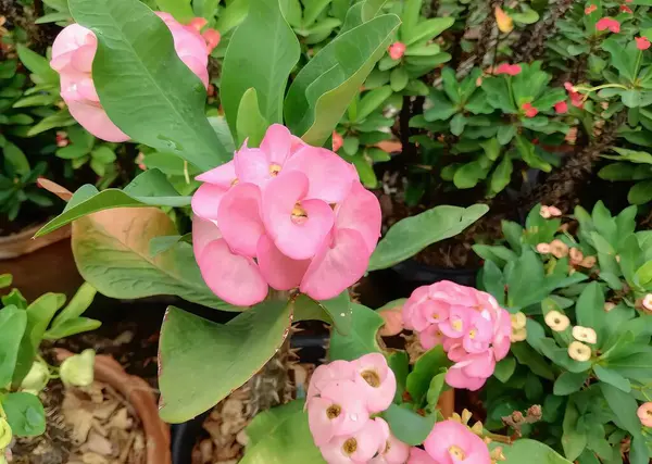 Una Fotografía Una Flor Rosa Con Hojas Verdes Jardín Macetas — Foto de Stock