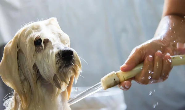 Bir köpeğin, elinde fırça tutan bir insanla banyo yaptığı bir fotoğraf. Köpeğin duş alırken yıkandığı bir kepçe sabun ve su..