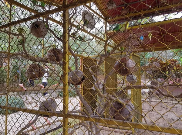 動物園の檻の中の 残虐なパターンで たくさんの鳥がいるケージの写真です — ストック写真