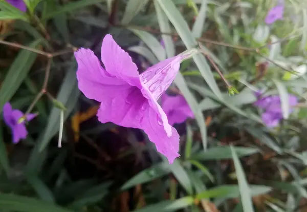 Una Fotografía Una Flor Púrpura Con Hojas Verdes Fondo Macetas — Foto de Stock