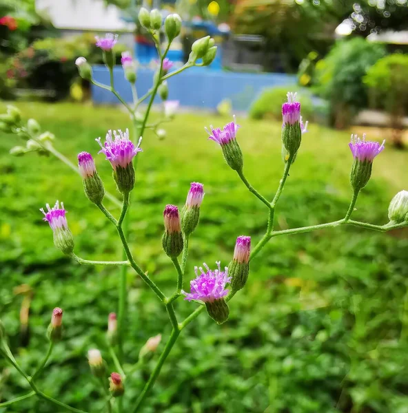 Arka planda mavi bir ev olan mor bir çiçeğin fotoğrafı..