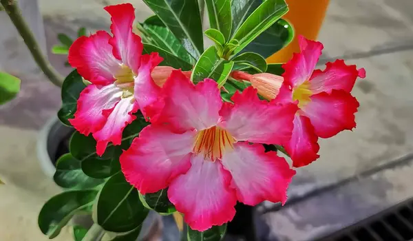 Uma Fotografia Uma Flor Rosa Com Folhas Verdes Vaso Vaso — Fotografia de Stock