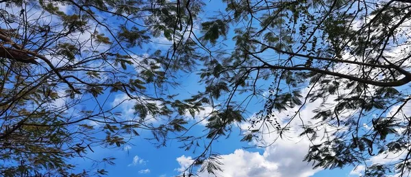 Φωτογραφία Ενός Πουλιού Που Κάθεται Ένα Κλαδί Δέντρου Στον Ουρανό — Φωτογραφία Αρχείου