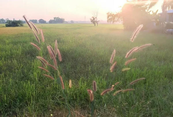 Eine Fotografie Eines Feldes Mit Gras Und Einem Traktor Hintergrund — Stockfoto