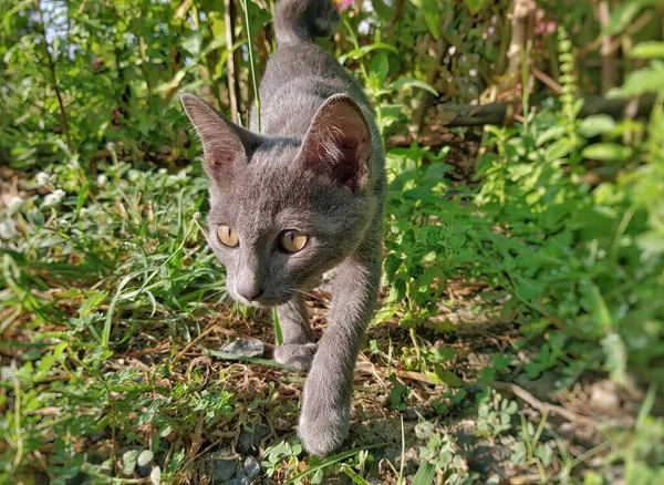 a photography of a cat walking through the grass in the woods, egyptian cat walking in the grass with a blurry background.