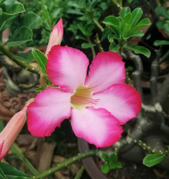 Фотографія Рожевої Квітки Зеленим Листям Фоні Вазочка Рожевими Пелюстками Зеленим — стокове фото