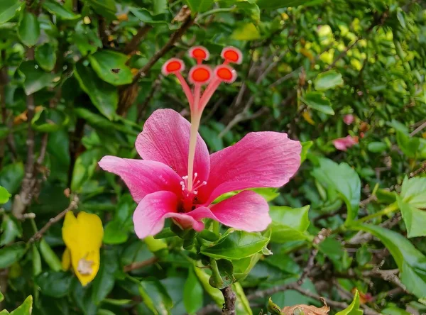 Sapında Iki Kırmızı Taç Yaprağı Olan Pembe Bir Çiçeğin Fotoğrafı — Stok fotoğraf
