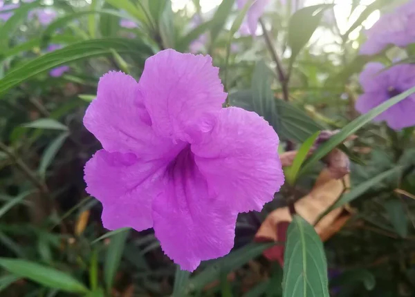 Purpurowy Kwiat Zielonymi Liśćmi Tle Doniczka Purpurowymi Kwiatami Ogrodzie Zielonymi — Zdjęcie stockowe