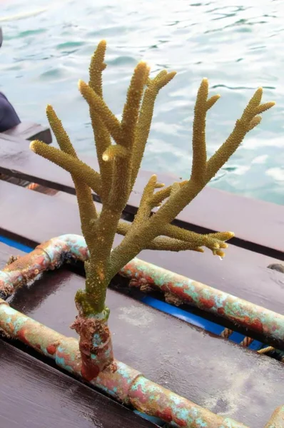 파이프에서 자라는 나무의 배경에 보트에 남자와 산호초 — 스톡 사진