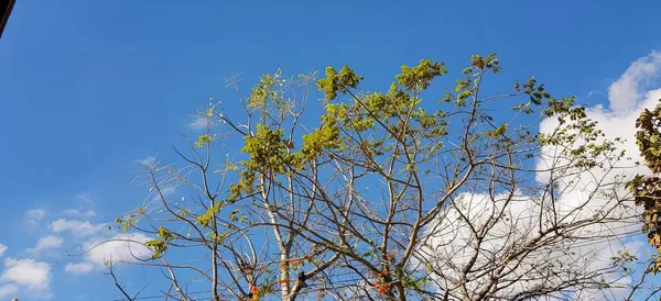 Photography Tree Clock Sky Background — Stock Photo, Image