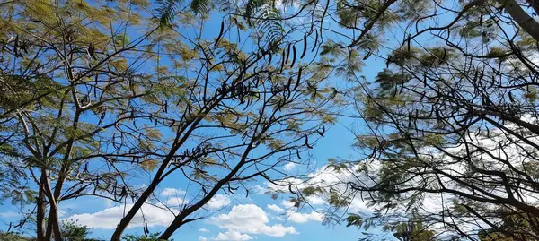 Eine Fotografie Einer Baumgruppe Mit Himmelshintergrund Bäumen Der Küste Und — Stockfoto